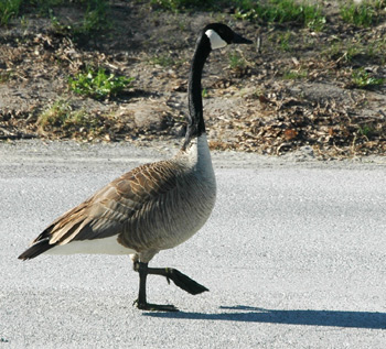 A Wild Goose Goes Walking By