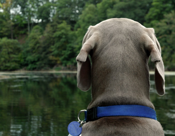 Blu The River Dog