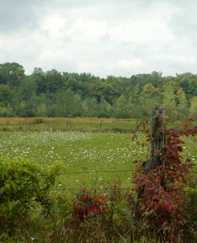 A beautiful late summer field near fireflys farm